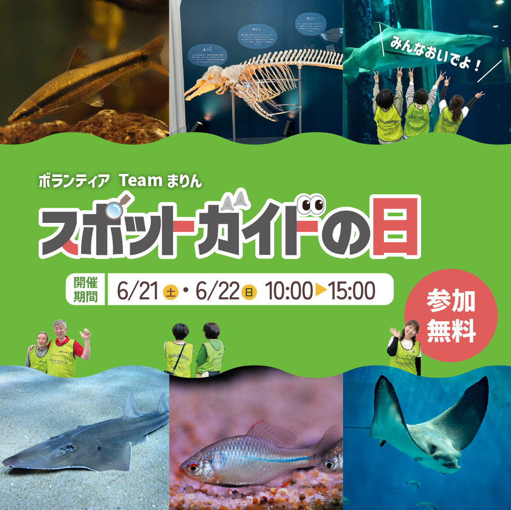 スポットガイドの日