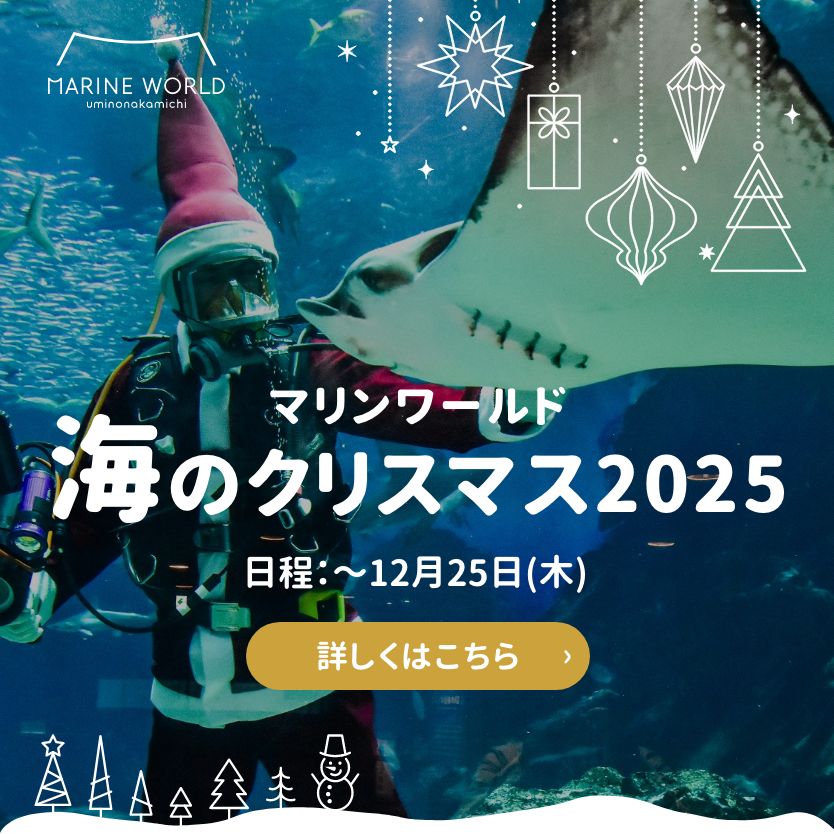 海のクリスマス2025