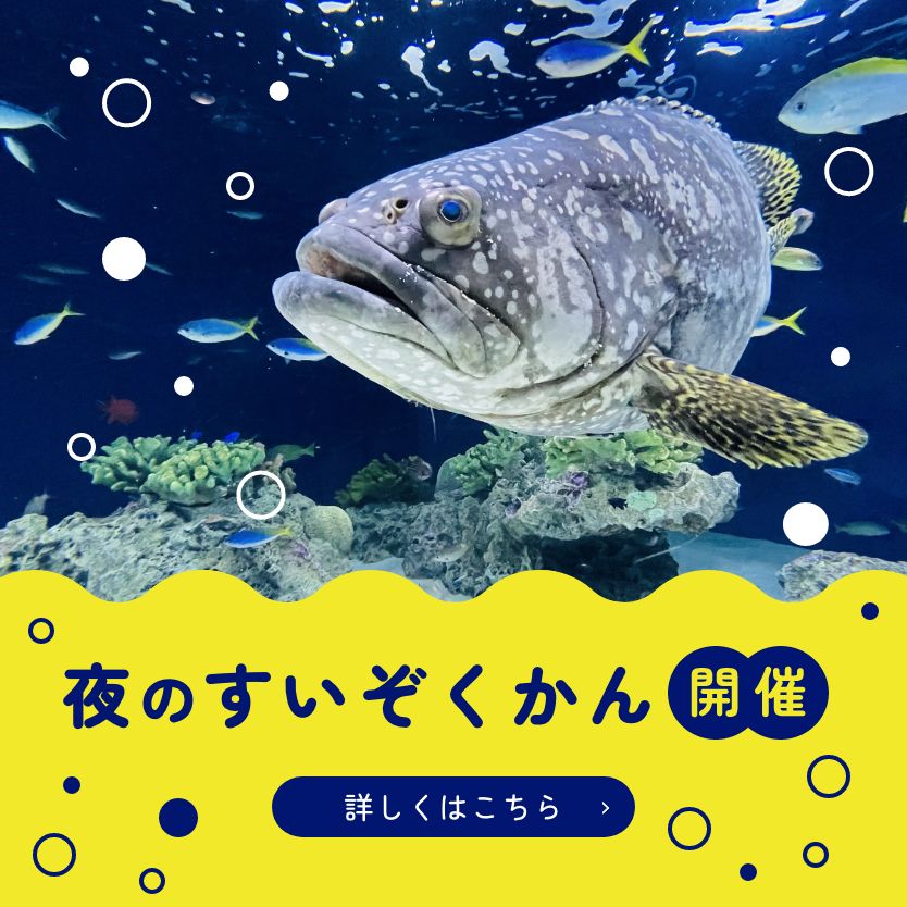 夜のすいぞくかん