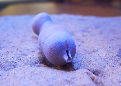 謎の生物「ユムシ」｜マリンワールド海の中道
