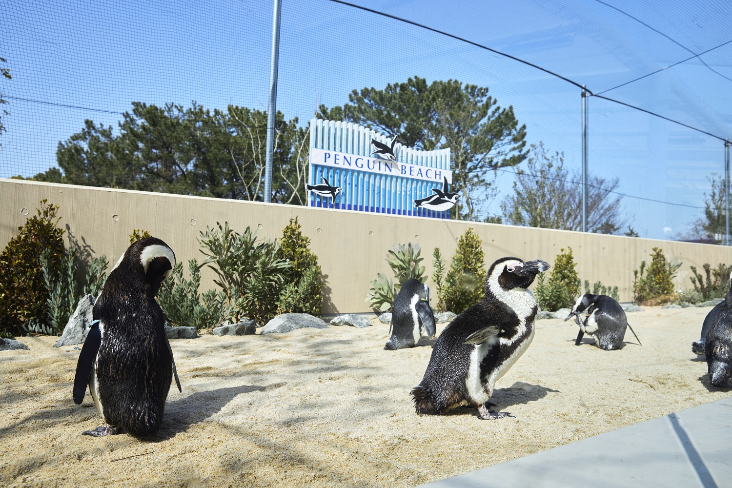 ペンギンタイム