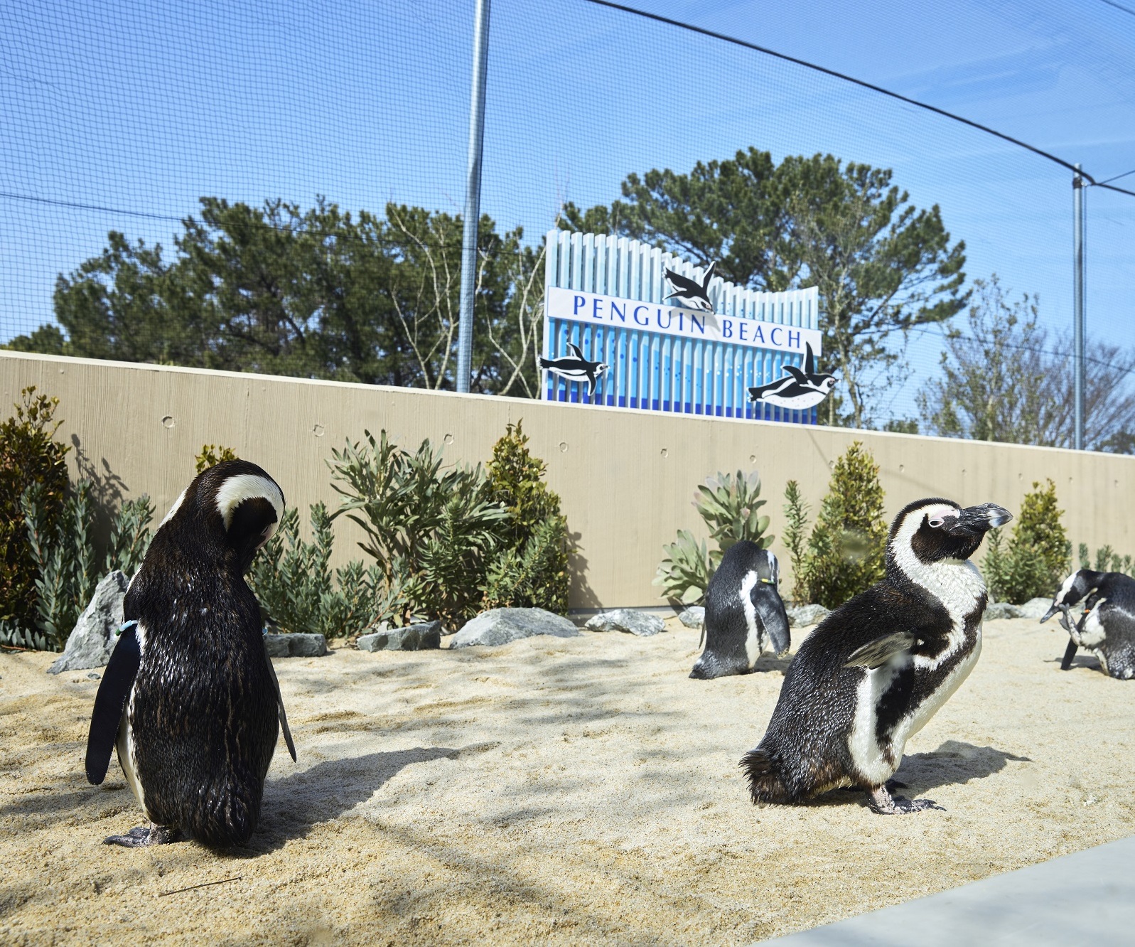 ペンギンタイム