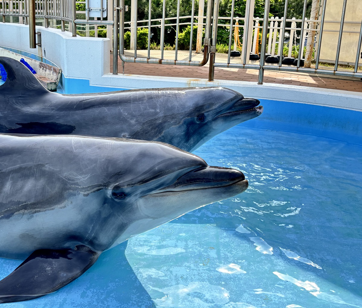 アイランドトーク