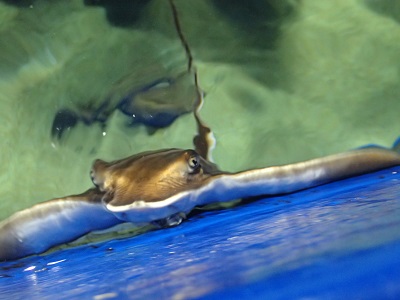 魚礁水槽のアイドル マリンワールド海の中道