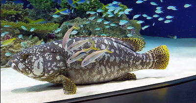 癒しの存在、登場! マリンワールド海の中道