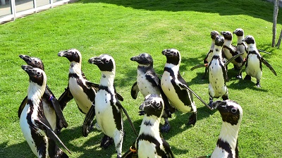 マリンワールドのペンギン達 マリンワールド海の中道