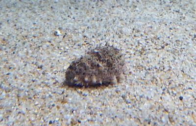 水族館でかくれんぼチュー マリンワールド海の中道