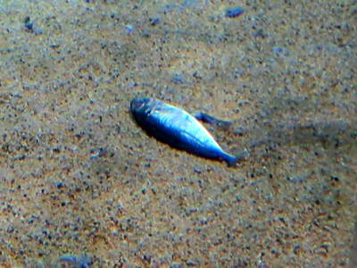 アオリイカの落とし物 マリンワールド海の中道