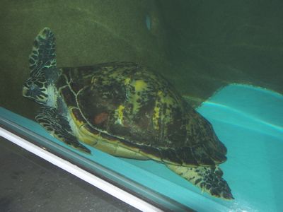 Night Aquarium 2 ウミガメ編 マリンワールド海の中道