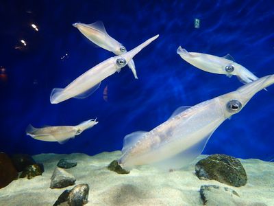 イカのスミとタコのスミ マリンワールド海の中道