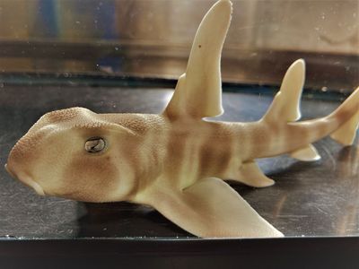 サメの赤ちゃん誕生 マリンワールド海の中道