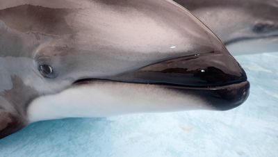 イルカにヒゲ マリンワールド海の中道