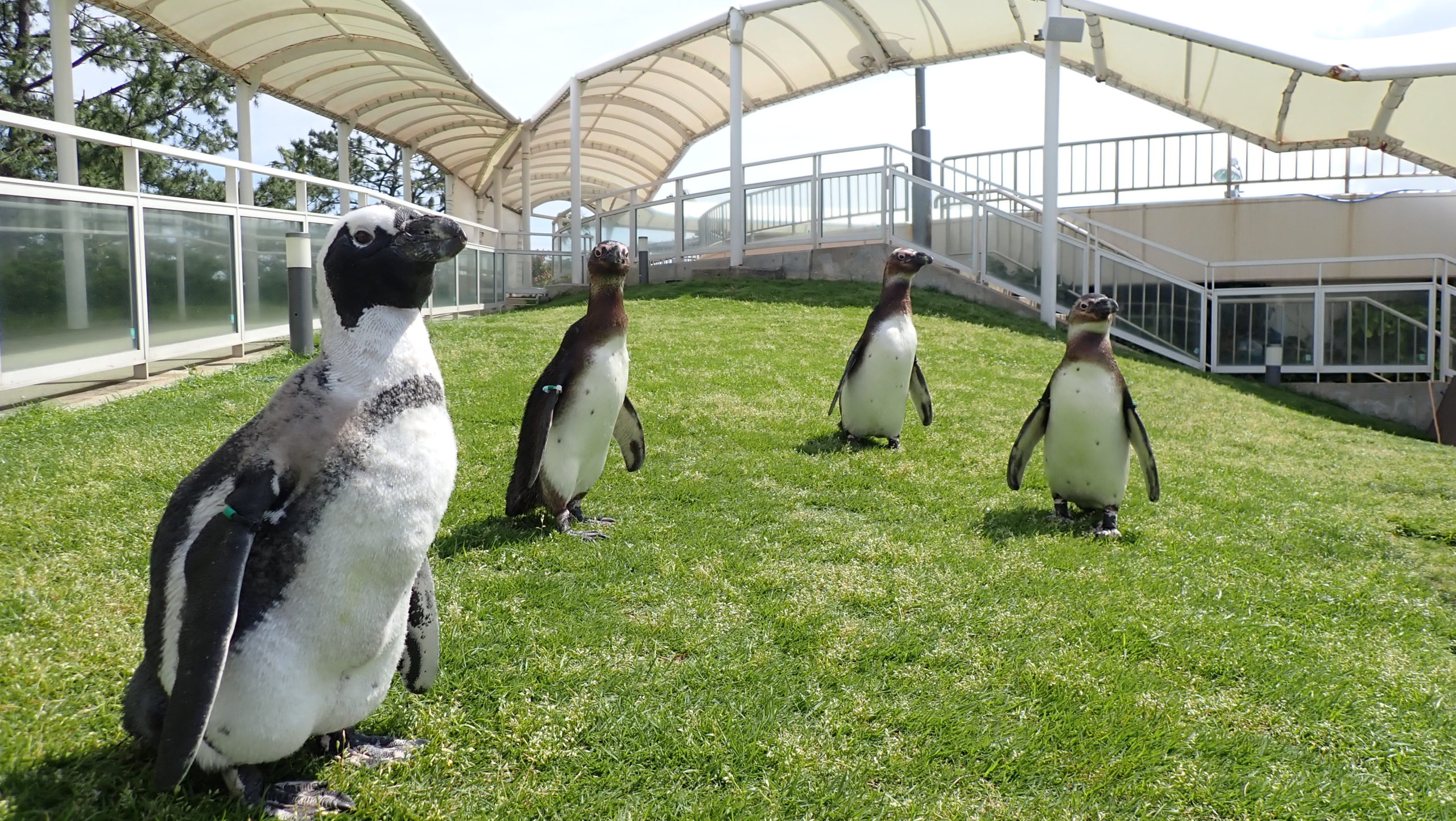 終了しました ケープペンギンの愛称を募集中です マリンワールド海の中道