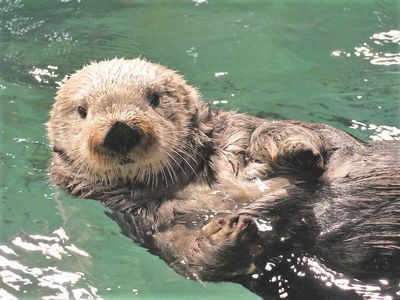 歴代のラッコたち パート マリンワールド海の中道