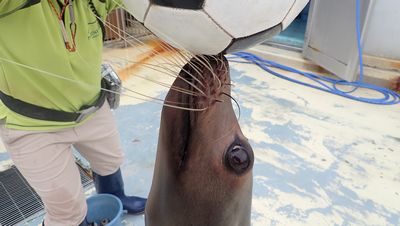 意外と知らない アシカの体について マリンワールド海の中道