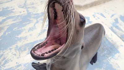 意外と知らない アシカの体について マリンワールド海の中道