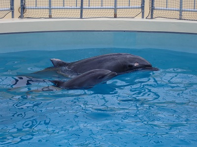 21年に生まれた２頭の仔イルカの名前が決まりました マリンワールド海の中道