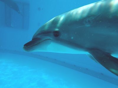 新イルカチーム 新メンバーのご紹介です マリンワールド海の中道