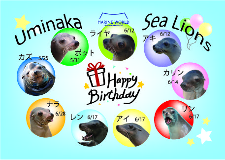 終了しました アシカたちの誕生日をお祝いします マリンワールド海の中道
