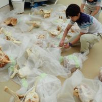【年間パスポート会員特別イベント】ザトウクジラ 骨骨(コツコツ)組み立て隊! 隊員募集中!!