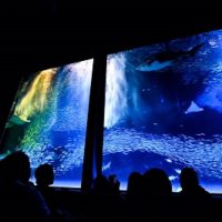 『音と光のイワシショー』のヒミツ…
