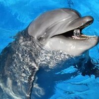 イルカの子ども、名前募集中!