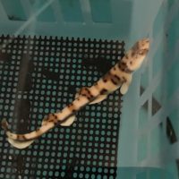 ナガサキトラザメの赤ちゃん