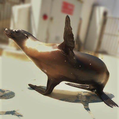 スタッフブログ マリンワールド海の中道