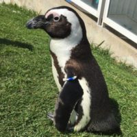 ペンギンの翼帯!!!