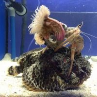 登山ならぬ、登魚