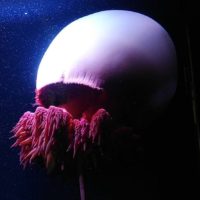 有明海夏の風物詩 巨大クラゲ展示!!