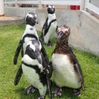 【終了しました】7月18日にケープペンギンの命名式を行います!