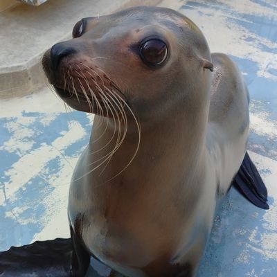 意外と知らない アシカの体について マリンワールド海の中道
