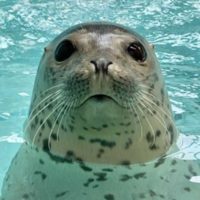 【終了しました】アザラシの子ども名前投票は8月31日まで!