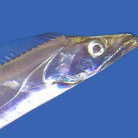 銀色に輝く日本刀のような魚「タチウオ」の展示が始まりました。